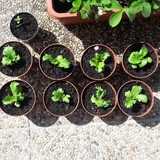 Plant; Publicdomain; Cc0; Freeimage;