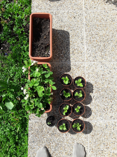 Plant; Publicdomain; Cc0; Freeimage;.jpg