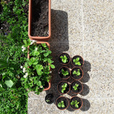 Plant; Publicdomain; Cc0; Freeimage;