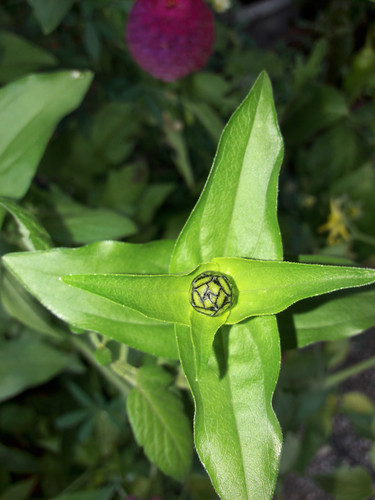 Flower Leaf Plants.jpg