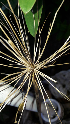 Dry Flower Skeleton.jpg