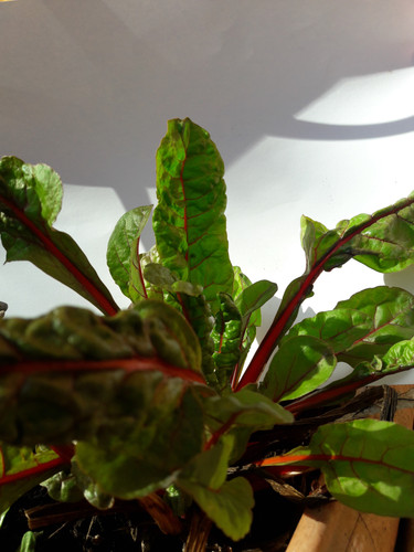 Plants With Paper.jpg