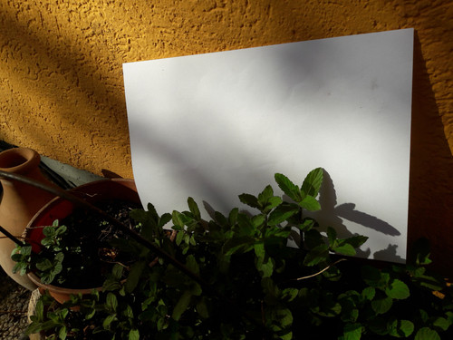 Plants With Paper.jpg