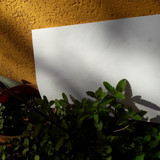 Plants With Paper