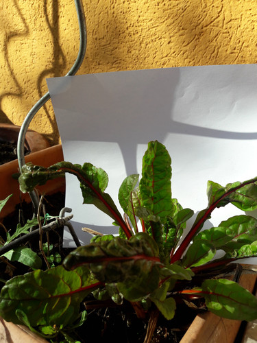 Plants With Paper.jpg