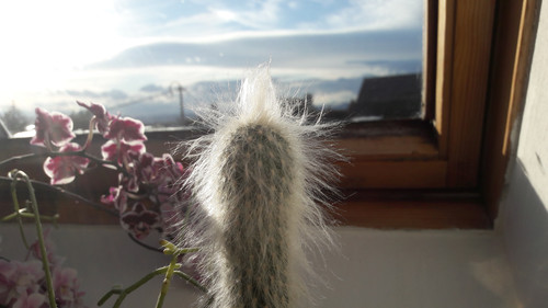Hair Cactus.jpg