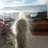 Hair Cactus