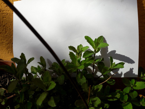 Plants With Paper.jpg