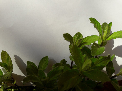 Plants With Paper.jpg