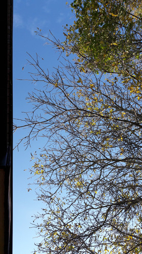 Tree; Publicdomain; Cc0; Freeimage;.jpg