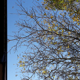 Tree; Publicdomain; Cc0; Freeimage;