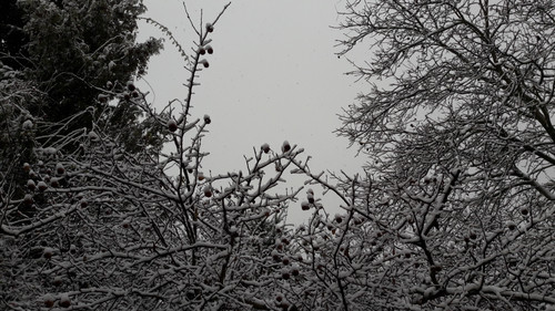 Tree; Publicdomain; Cc0; Freeimage;.jpg