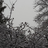 Tree; Publicdomain; Cc0; Freeimage;