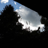 Tree; Publicdomain; Cc0; Freeimage;