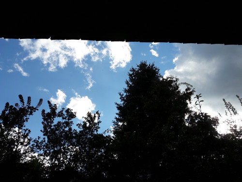 Tree; Publicdomain; Cc0; Freeimage;.jpg