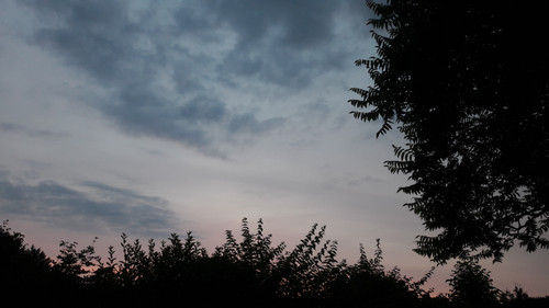 Tree; Publicdomain; Cc0; Freeimage;.jpg