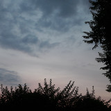 Tree; Publicdomain; Cc0; Freeimage;