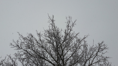 Tree; Publicdomain; Cc0; Freeimage;.jpg