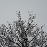 Tree; Publicdomain; Cc0; Freeimage;