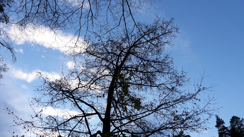 Tree; Publicdomain; Cc0; Freeimage;.jpg