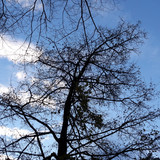 Tree; Publicdomain; Cc0; Freeimage;