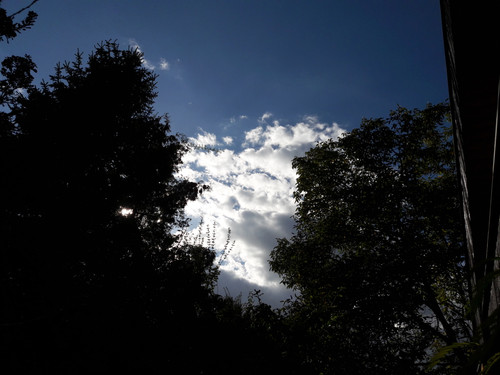 Tree; Publicdomain; Cc0; Freeimage;.jpg