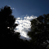 Tree; Publicdomain; Cc0; Freeimage;