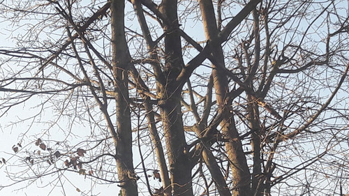 Tree; Publicdomain; Cc0; Freeimage;.jpg