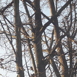 Tree; Publicdomain; Cc0; Freeimage;