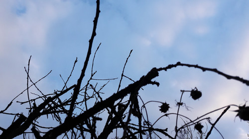 Tree; Publicdomain; Cc0; Freeimage;.jpg