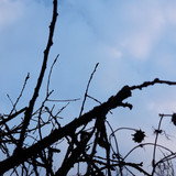 Tree; Publicdomain; Cc0; Freeimage;