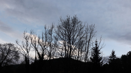 Tree; Publicdomain; Cc0; Freeimage;.jpg