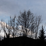 Tree; Publicdomain; Cc0; Freeimage;