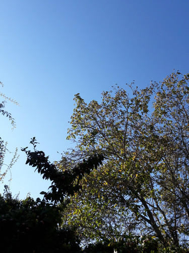 Tree; Publicdomain; Cc0; Freeimage;.jpg