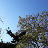 Tree; Publicdomain; Cc0; Freeimage;