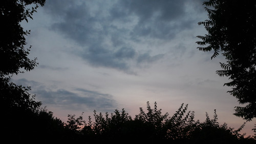 Tree; Publicdomain; Cc0; Freeimage;.jpg