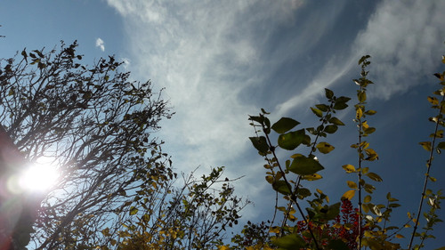 Tree; Publicdomain; Cc0; Freeimage;.jpg