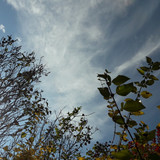 Tree; Publicdomain; Cc0; Freeimage;