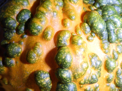 Flora Plant Beauty Publicdomain (128).jpg