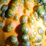 Flora Plant Beauty Publicdomain (128)