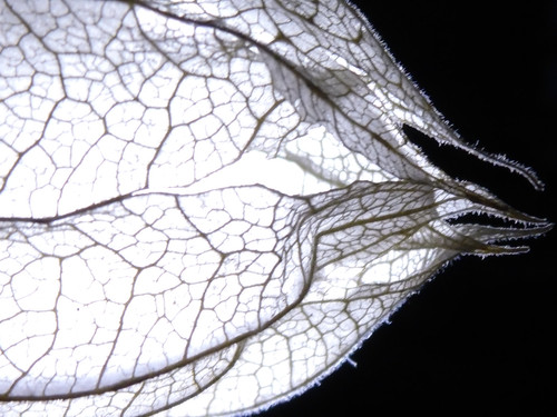 Flora Plant Beauty Publicdomain (135)