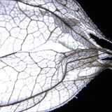 Flora Plant Beauty Publicdomain (135)