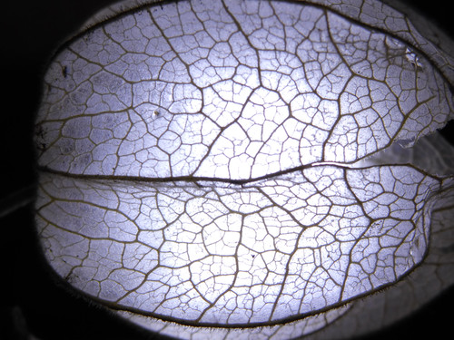 Flora Plant Beauty Publicdomain (132)