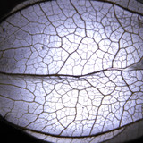 Flora Plant Beauty Publicdomain (132)