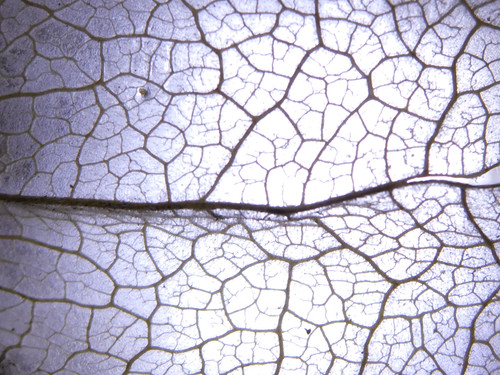 Flora Plant Beauty Publicdomain (133).jpg