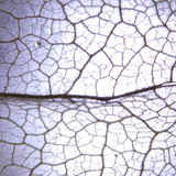 Flora Plant Beauty Publicdomain (133)