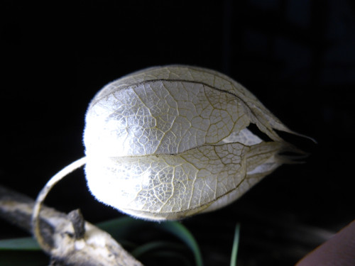 Flora Plant Beauty Publicdomain (137).jpg