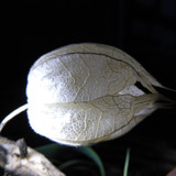 Flora Plant Beauty Publicdomain (137)