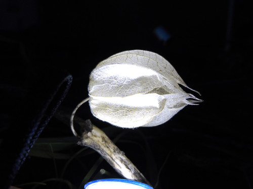 Flora Plant Beauty Publicdomain (138).jpg