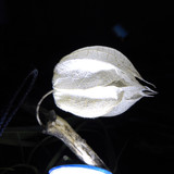 Flora Plant Beauty Publicdomain (138)